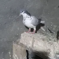 چند تا گرفتنی|پرنده|زبرخان, |دیوار