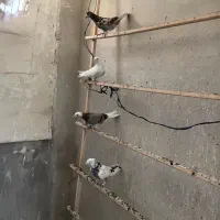 جوجه کفتر کبوتر مفلق
