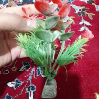 لوازم آکواریوم|ماهی|تویسرکان, |دیوار