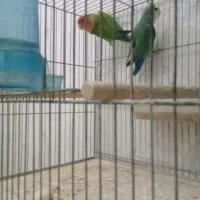 ۳جفت طوطی برزیلی مولد