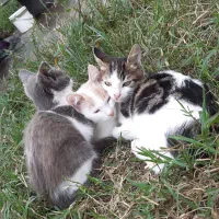 گربه|گربه|آستارا, |دیوار