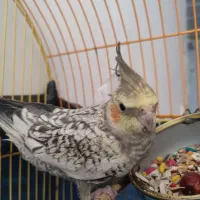 عروس هلندی ماده