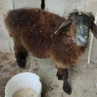 دو عدد بره نر و ماده