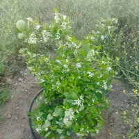 پراید مدل ۱۴۱ مدل ۸۸