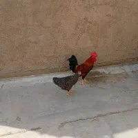 با سلام