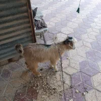 کره نر