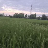 فروش-شالیزار
