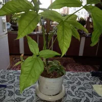 گل آپارتمانی
