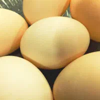 فروش تخم مرغابی