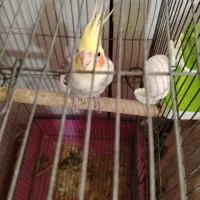 مولد ابلغ همراه یه جوجه