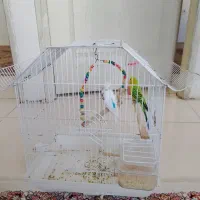 دو عدد مرغ عشق همرا با قفس ۸۰۰هزار تومن|پرنده|بومهن, |دیوار