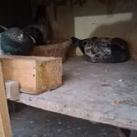 کفتر 25 عدد|پرنده|فردیس, قریشی|دیوار