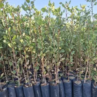 نهال پسته7 ماهه|خدمات باغبانی و درختکاری|خواف, |دیوار