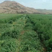 یونجه و گینه