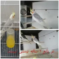 هود ال جی (فروش یا معاوضه۳ تا عروس نر ضمانتی)|هود|مشهد, شهید علی محمدی|دیوار