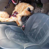 پراید 131مدل 91|خودرو سواری و وانت|چابهار, |دیوار