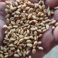 گندم پیشگام|خدمات باغبانی و درختکاری|دورود, |دیوار