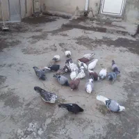 کبوتر پرشی|پرنده|هریس, |دیوار