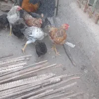 جوجه لاری و محلی بزرگ و کوچیک|حیوانات مزرعه|بناب, |دیوار