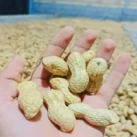 بادام زمینی