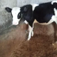 گوساله سیمینتال ماده|حیوانات مزرعه|قیدار, |دیوار