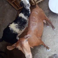 کهر اوس