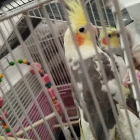 جوجه عروس|پرنده|الوند, |دیوار