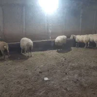 بره نروماده