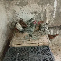 نوچه مرغ خروس پولکی سبرایت یلو سیلور گلد|حیوانات مزرعه|قم, کیوانفر|دیوار