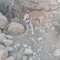 فروش سگ شکاری سیخوره قیمت جفت ۱۷|سگ|بستک, |دیوار