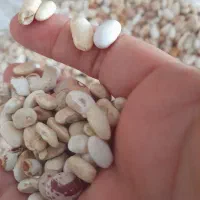 لوبیا سفید۱۶۰ت|خوردنی و آشامیدنی|آمل, |دیوار