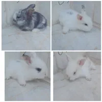 بچه خرگوش لوپ