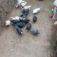 فروش کفتر رنگی