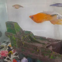 قبول واگذاری ماهی رایگان