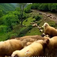 گوسفند قربانی در شهر بزرگ قزوین