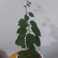 گل آپارتمانی فقط ۸۰ هزار