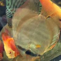 ماهی اکواریوم دیسکس|ماهی|پاکدشت, پاکدشت (مامازند)|دیوار