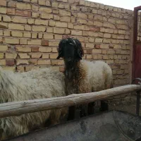 فروش 2 راس شیشک قوچ بذری