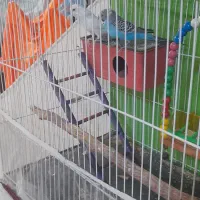 مرغ عشق فنچ با قفس کامل|پرنده|مشهد, زمرد|دیوار