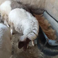 بره|حیوانات مزرعه|اسلام‌‌آباد غرب, |دیوار