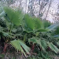 پالم واشنگتن|گل و گیاه طبیعی|طاهرگوراب, |دیوار