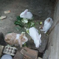 خرگوش