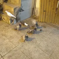 برای‌ فروش