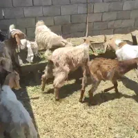 قصاب ماهر