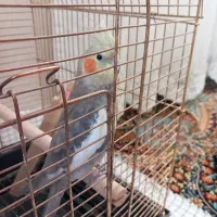 عروس هلندی کاملا دستی سخنگو|پرنده|ابهر, |دیوار