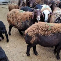 گوسفند زاییده و ابستن و مایه کرده