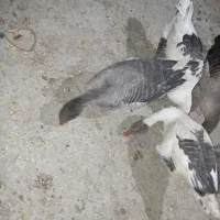 غاز خانگی|حیوانات مزرعه|مرودشت, ثبت احوال|دیوار