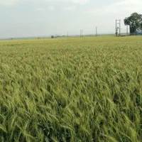 بذر گندم رقم پیشگام