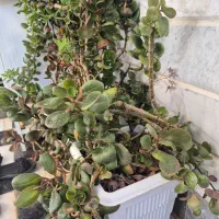 گل قاشقی وآلوورا|گل و گیاه طبیعی|قائن, |دیوار