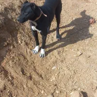 سگ افغان گله ای ضمانتی|سگ|مود, |دیوار